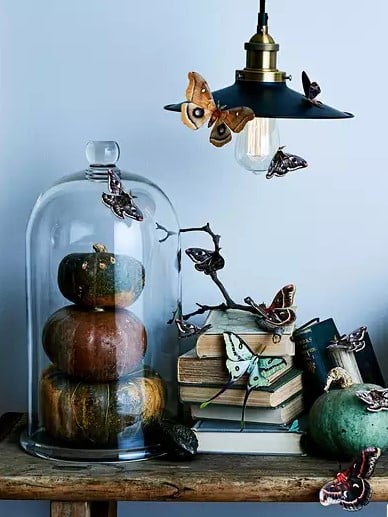 pumpkins under glass